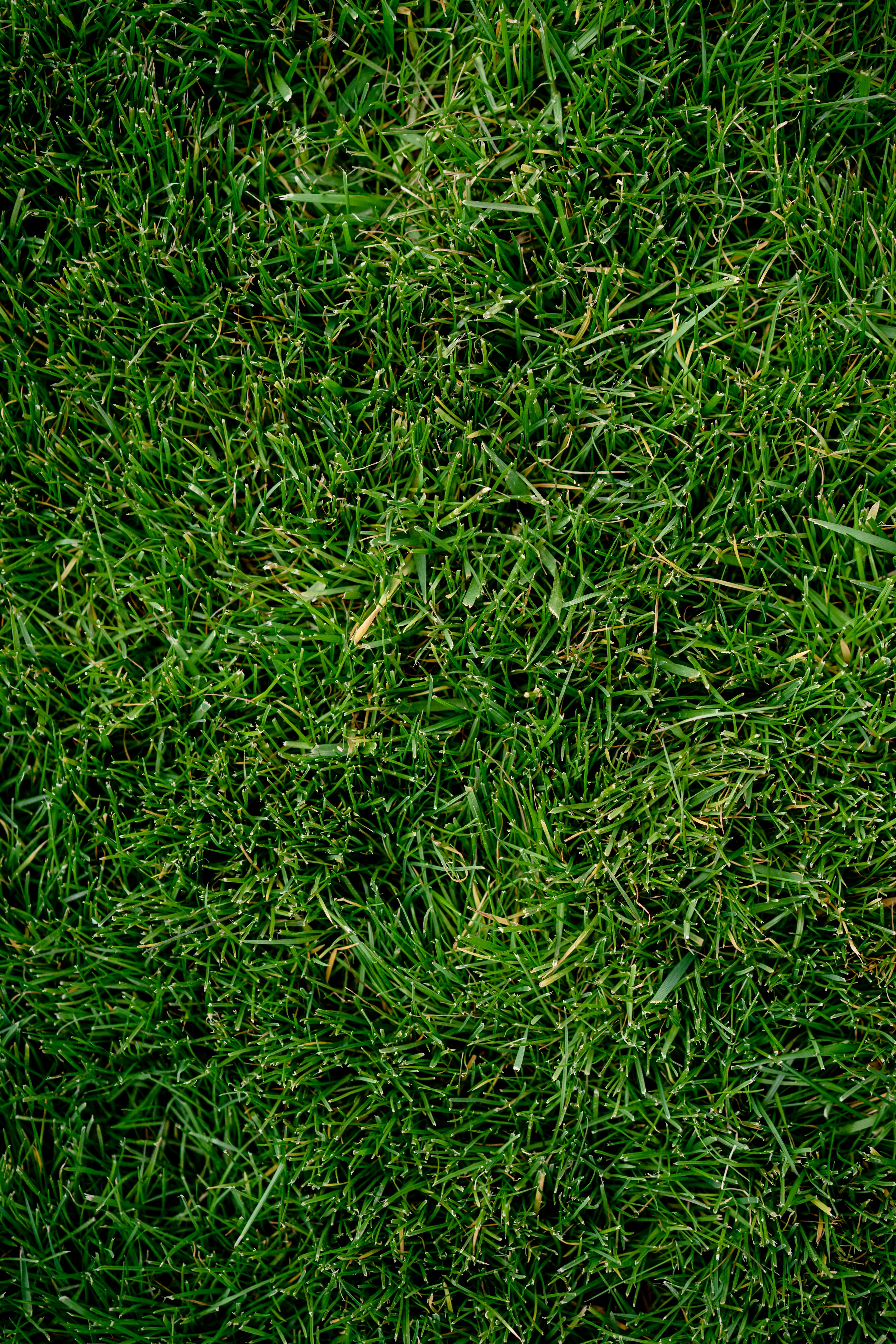 lawn-mower